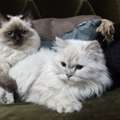 Himalayan Cats (male & Female)