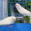 Pure White And Pied Finch Pairs