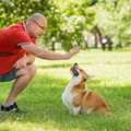 Dog Trainer In Chennai