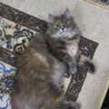 Persian Cat For Adoption