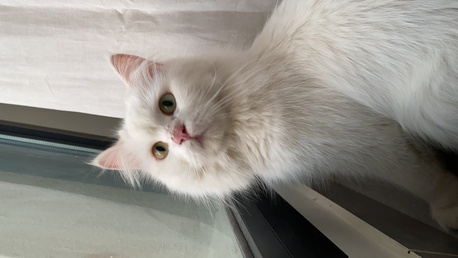 Persian Cat For Adoption (free), 55806519 - expatriates.com