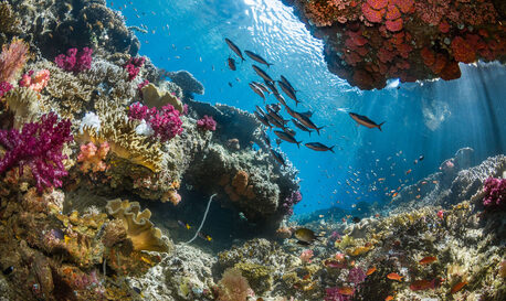 Raja Ampat Diving