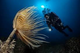 Diving In Lembeh By Lembeh Resort: Dive Resort & Spa