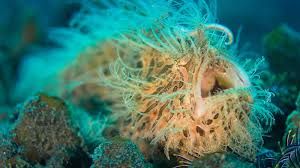 Underwater Photography In Lembeh By Lembeh Resort: Dive Resort & Spa