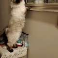 Cage Free Pet Boarding And Pet Sitting At A Villa