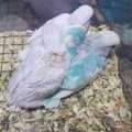 Fischer Love Bird For Adoption