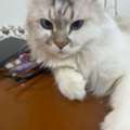 Beautiful Cat For Free Adoption