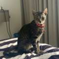 6 Months Old Kitten For Adoption