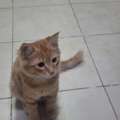 Two 3 Months Old Trained Cats Are Available For Adoption