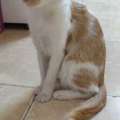 Sweet Cat Seeking A Loving Home- Cat Adoption