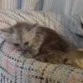 Offering Free Cat Adoption