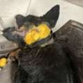 URGENT: German Shepherd Rescue Dog Needs Forever Home