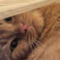 Half Scottish Fold Cat For Free Adoption