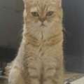 I Am Looking For A Loving Home For My 5-year-old British Shorthair Cat