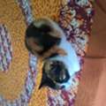 Vaccinated , Litter Trained Femail Cat For Adoption