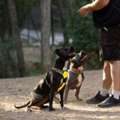 Dog Trainer In Kanpur