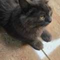 Cat Adoption Pay As You Like