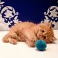 Adorable Shiriazy Kitten