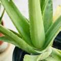 BHD 2, Aloevera
