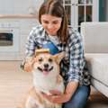 Professional Mobile Dog Groomer Garnet Valley